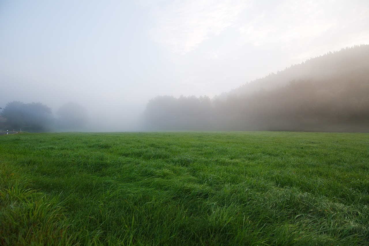 grass  field  landscape free photo