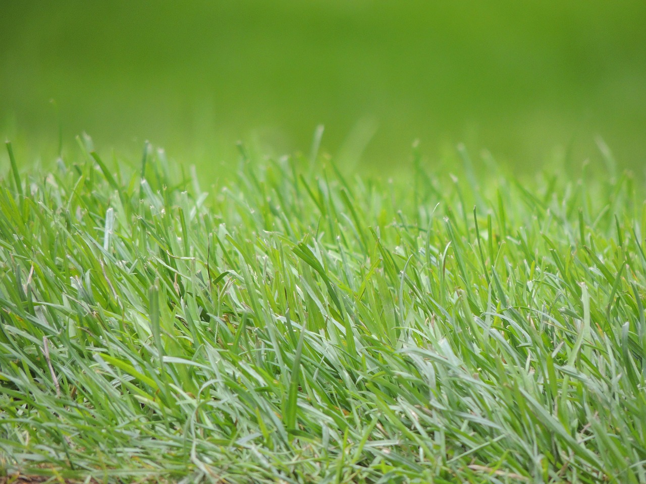 grass green meadow free photo