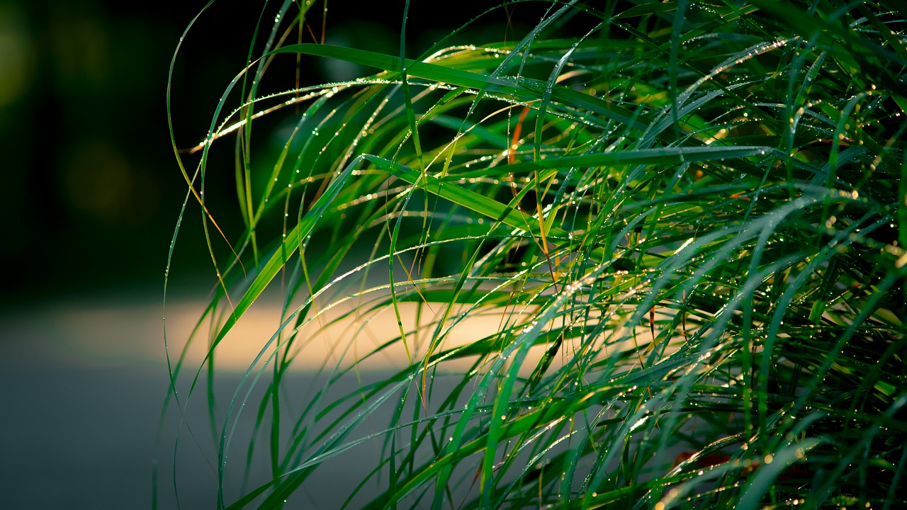 grass  nature free pictures free photo