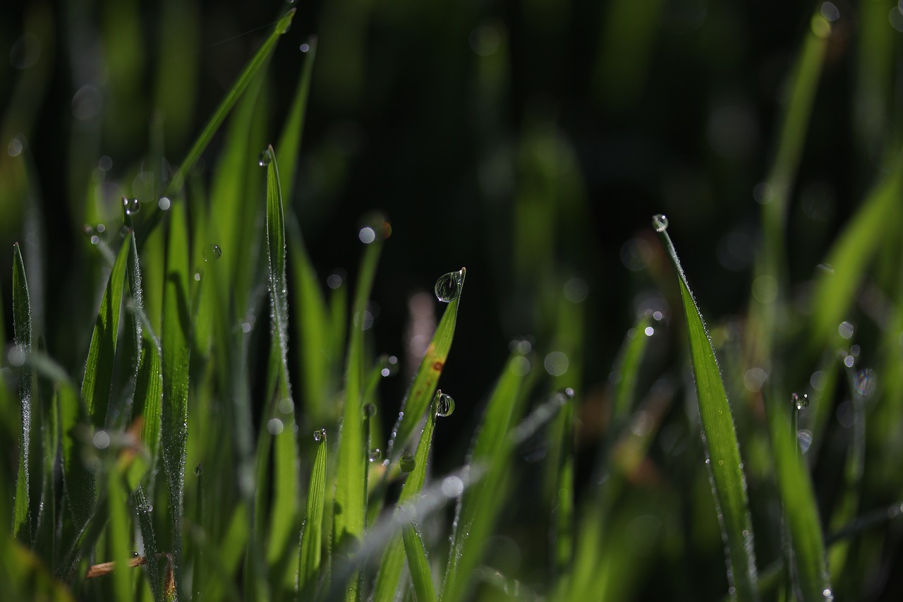 grass  dew  green free photo