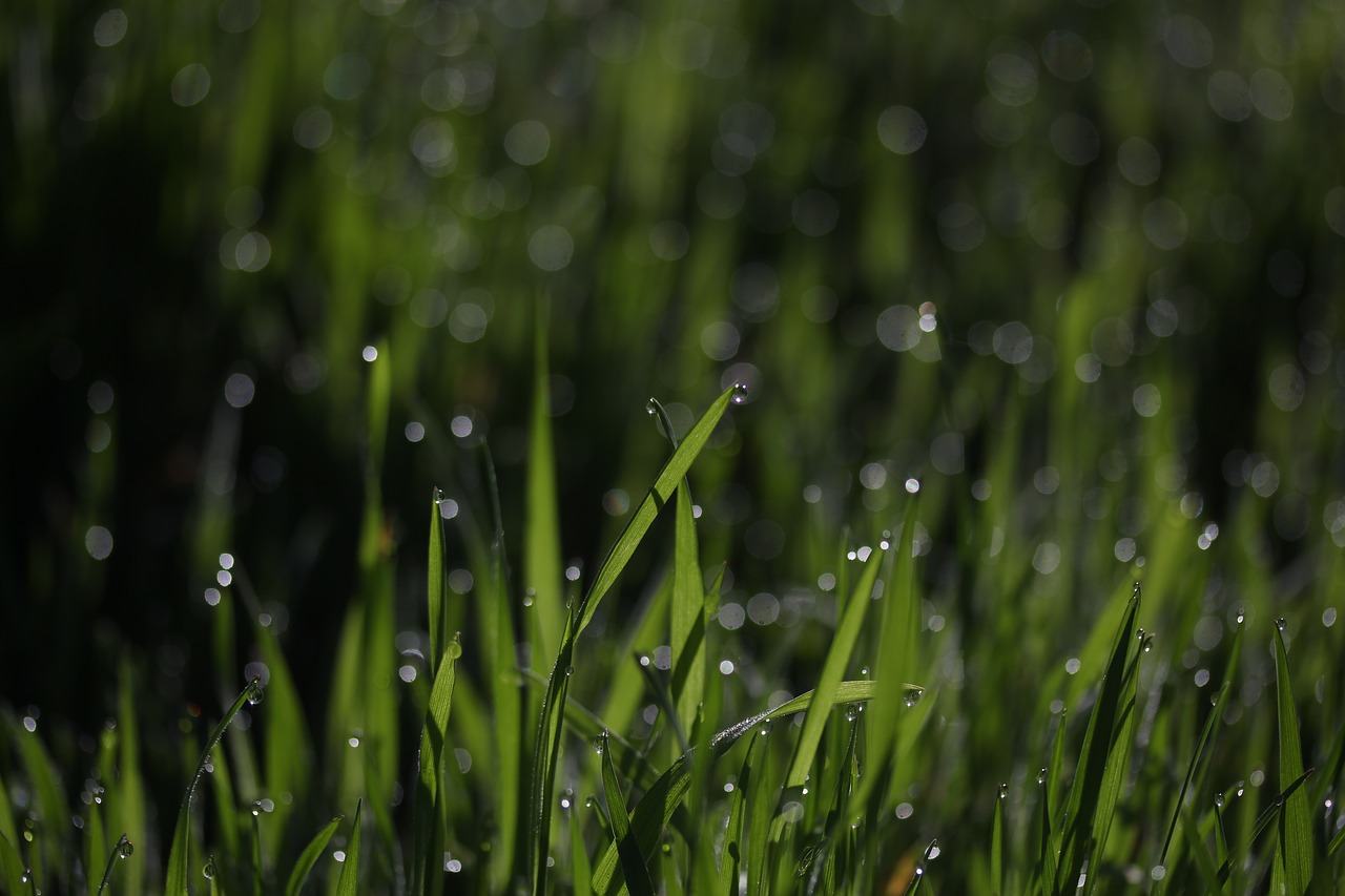 grass  dew  green free photo