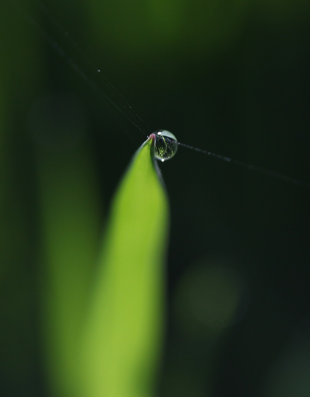 grass  dew  green free photo