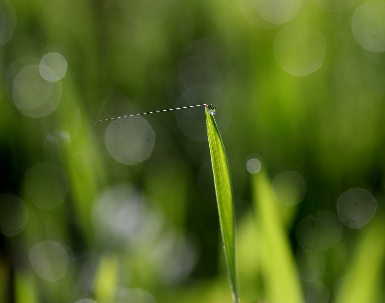 grass  dew  green free photo