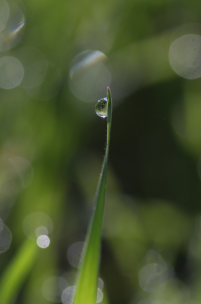 grass  dew  green free photo