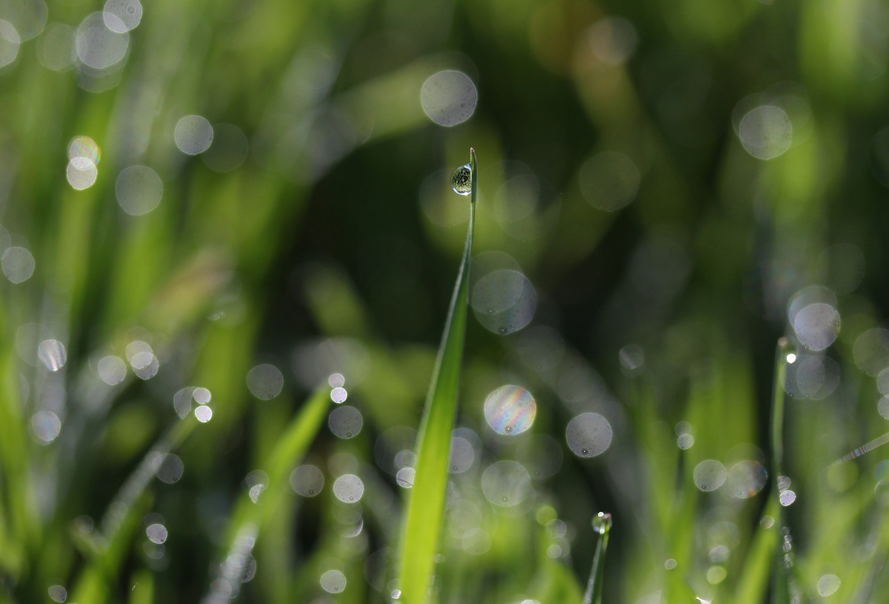 Капли на траве фото Download free photo of Grass, dew, green, drops, bokeh - from needpix.com