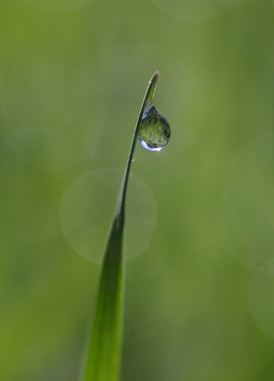 grass  dew  green free photo