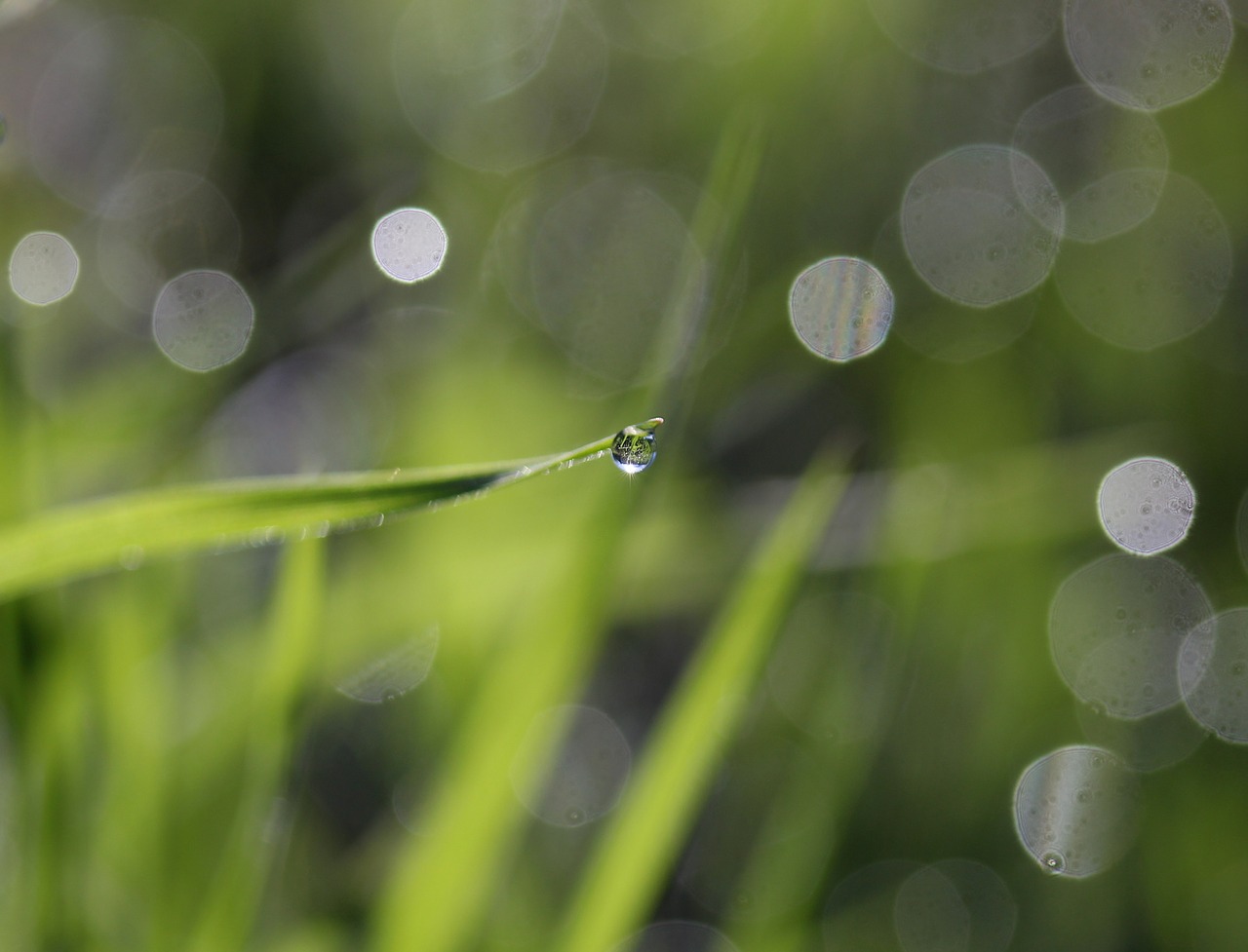 grass  dew  green free photo