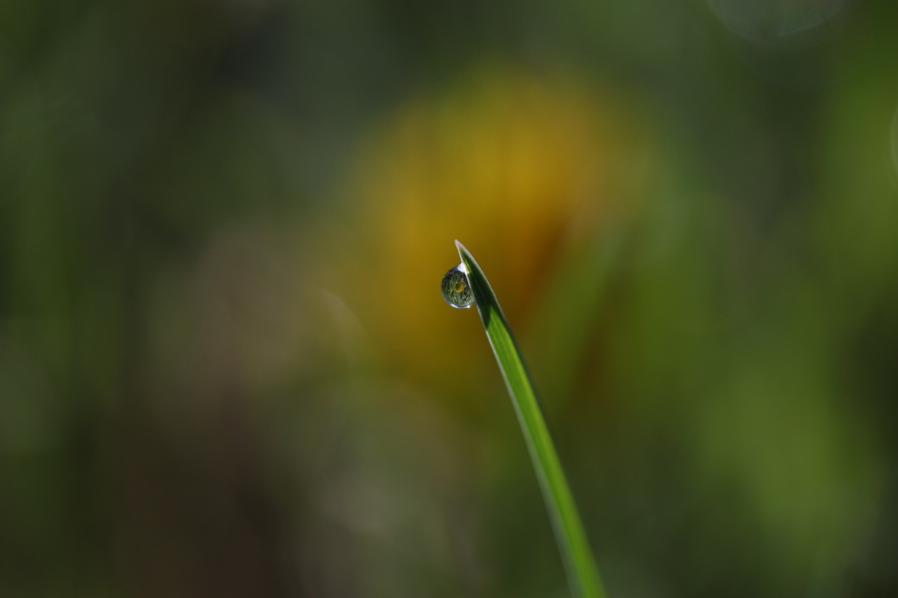 grass  dew  green free photo