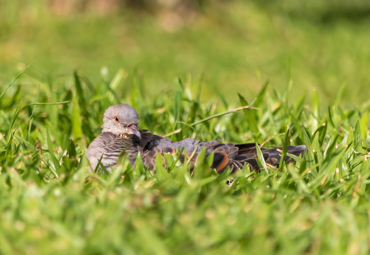 grass  nature  outdoors free photo