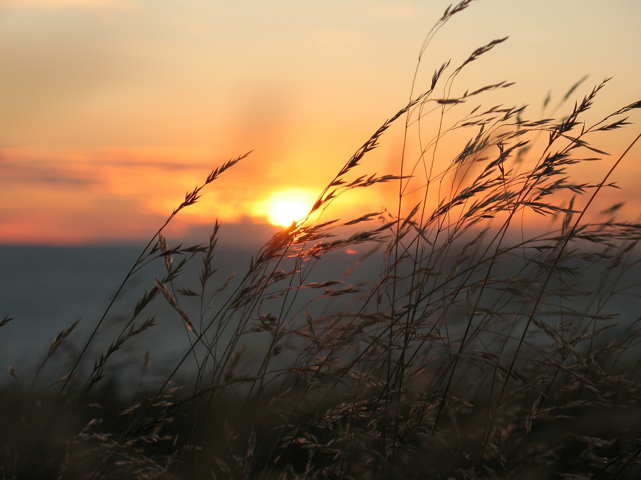 grass in the sunset free photo