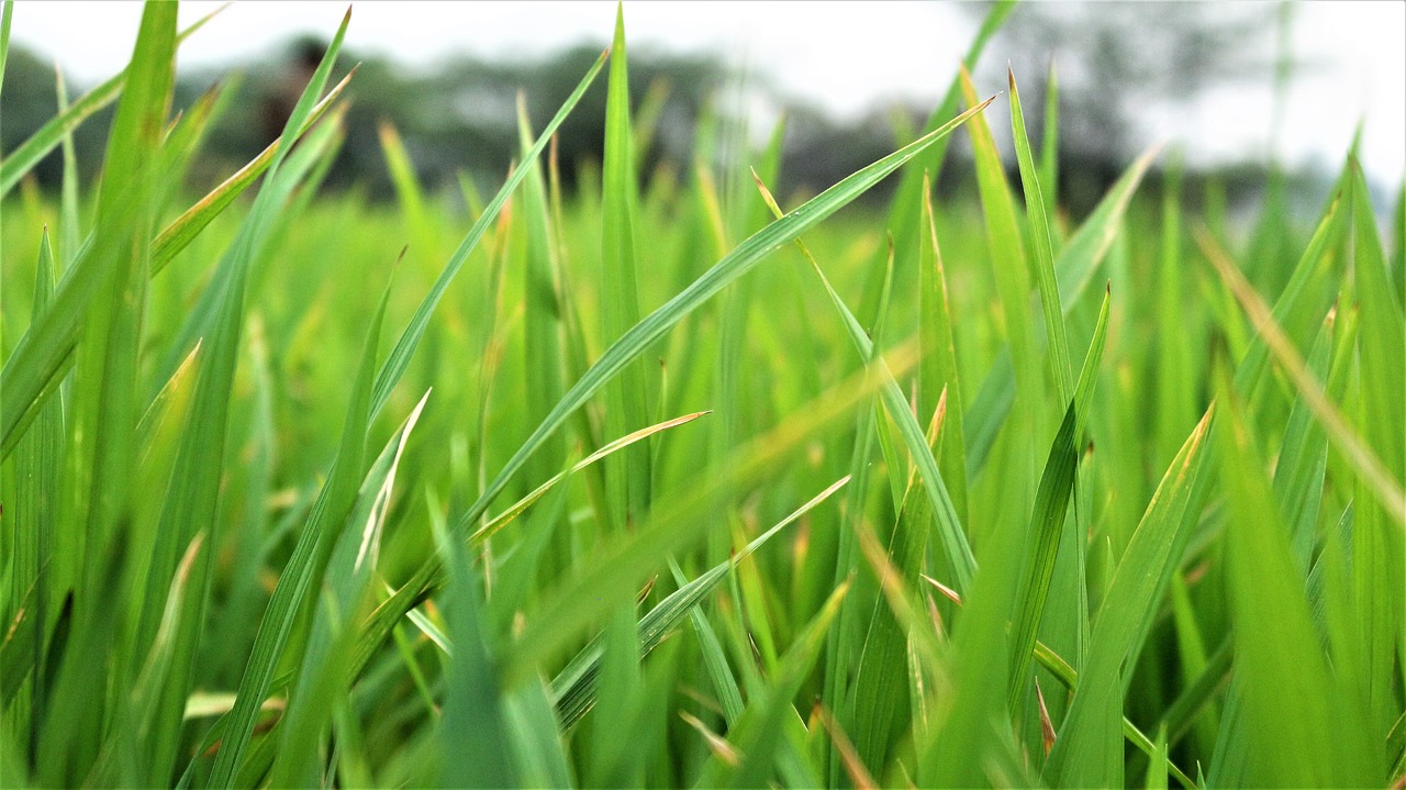 grass  growth  flora free photo