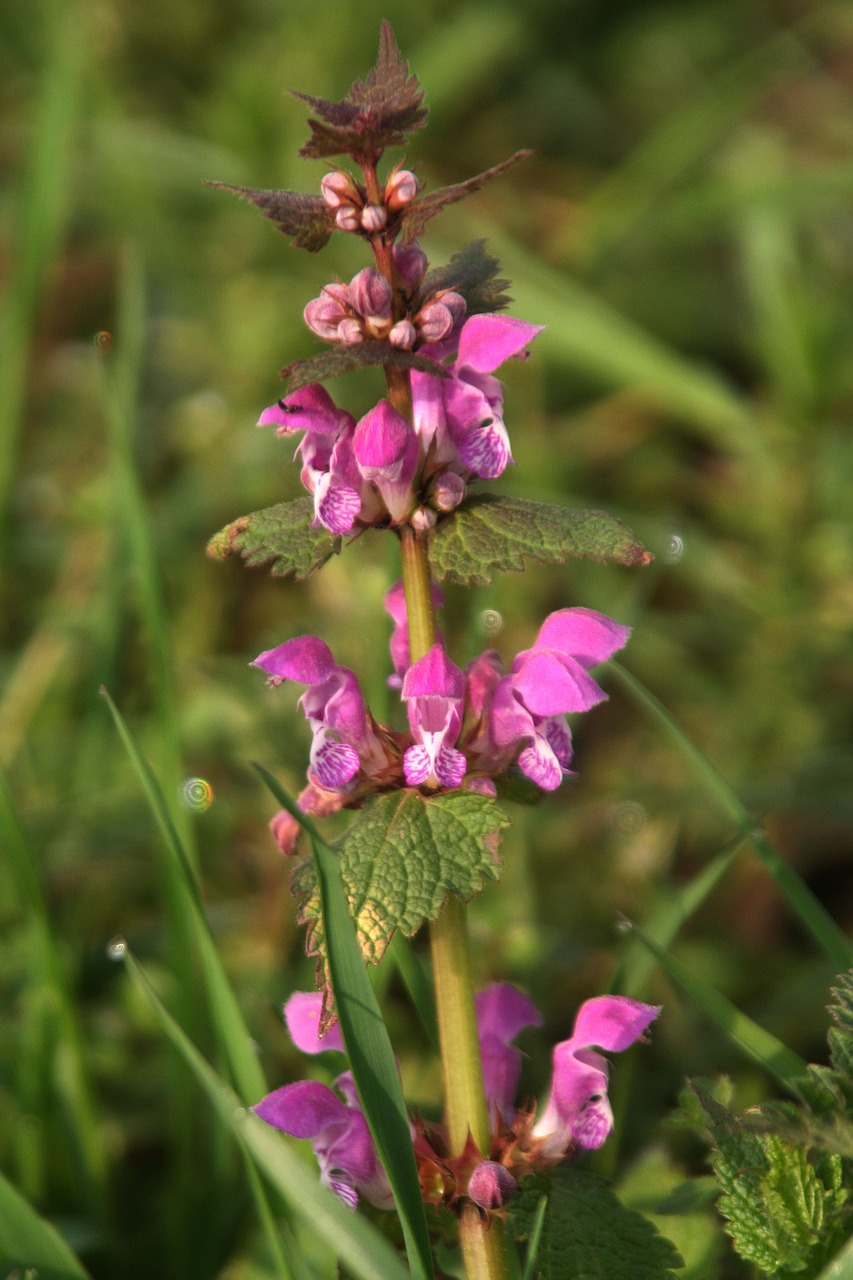 grass  nature  flower free photo