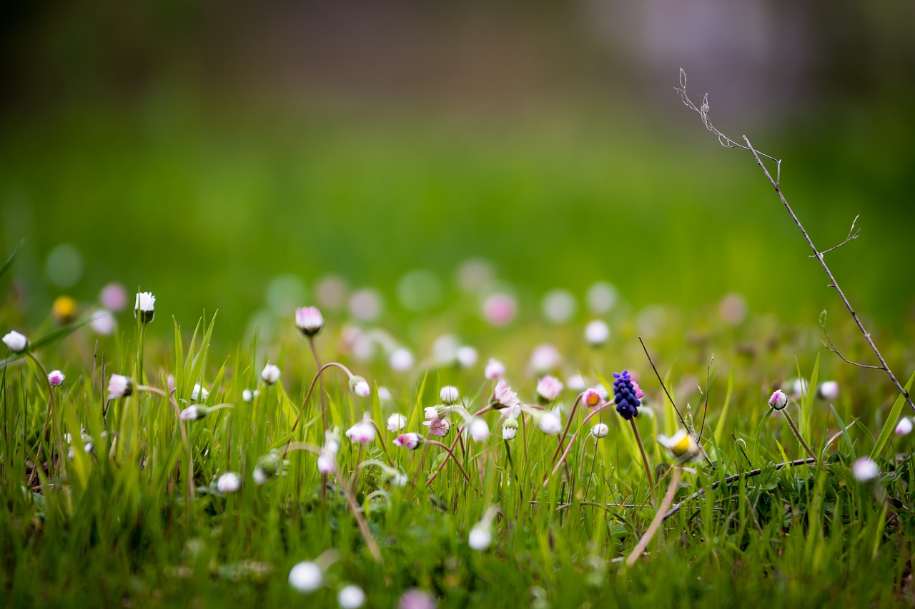 grass  hayfield  field free photo