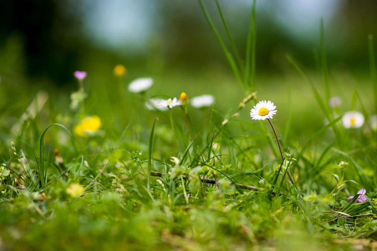 grass  hayfield  nature free photo