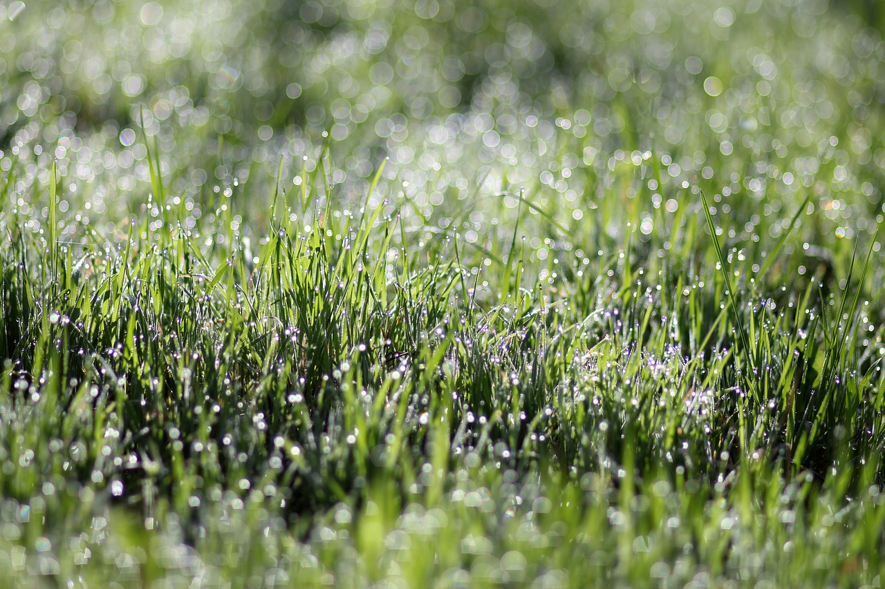 grass  dew  morning free photo