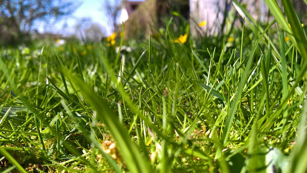 grass  nature  plant free photo