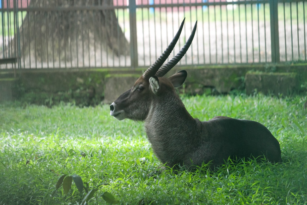 grass  nature  animal free photo