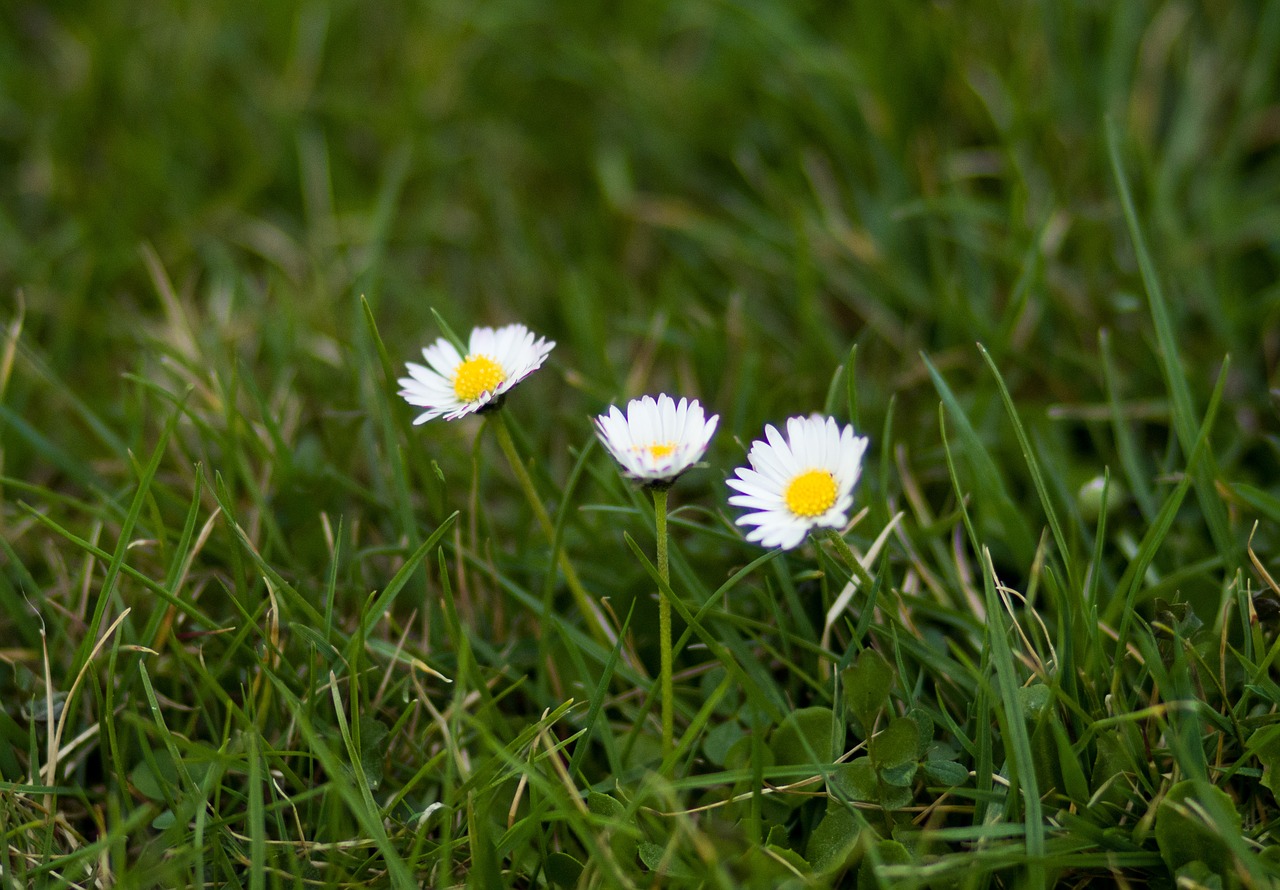 grass  nature  meadow free photo