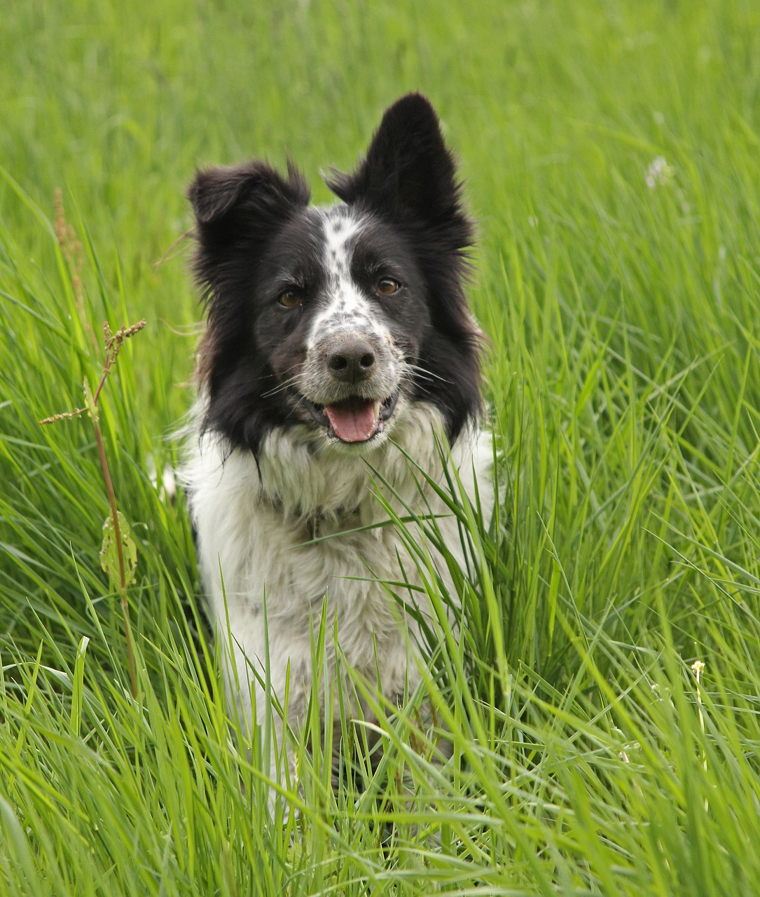 grass  animal  dog free photo