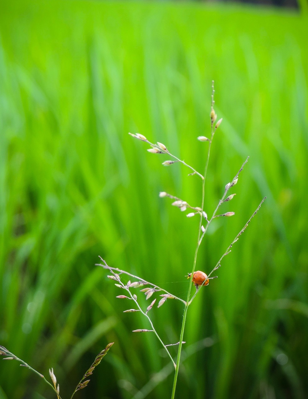 grass  leaf  growth free photo