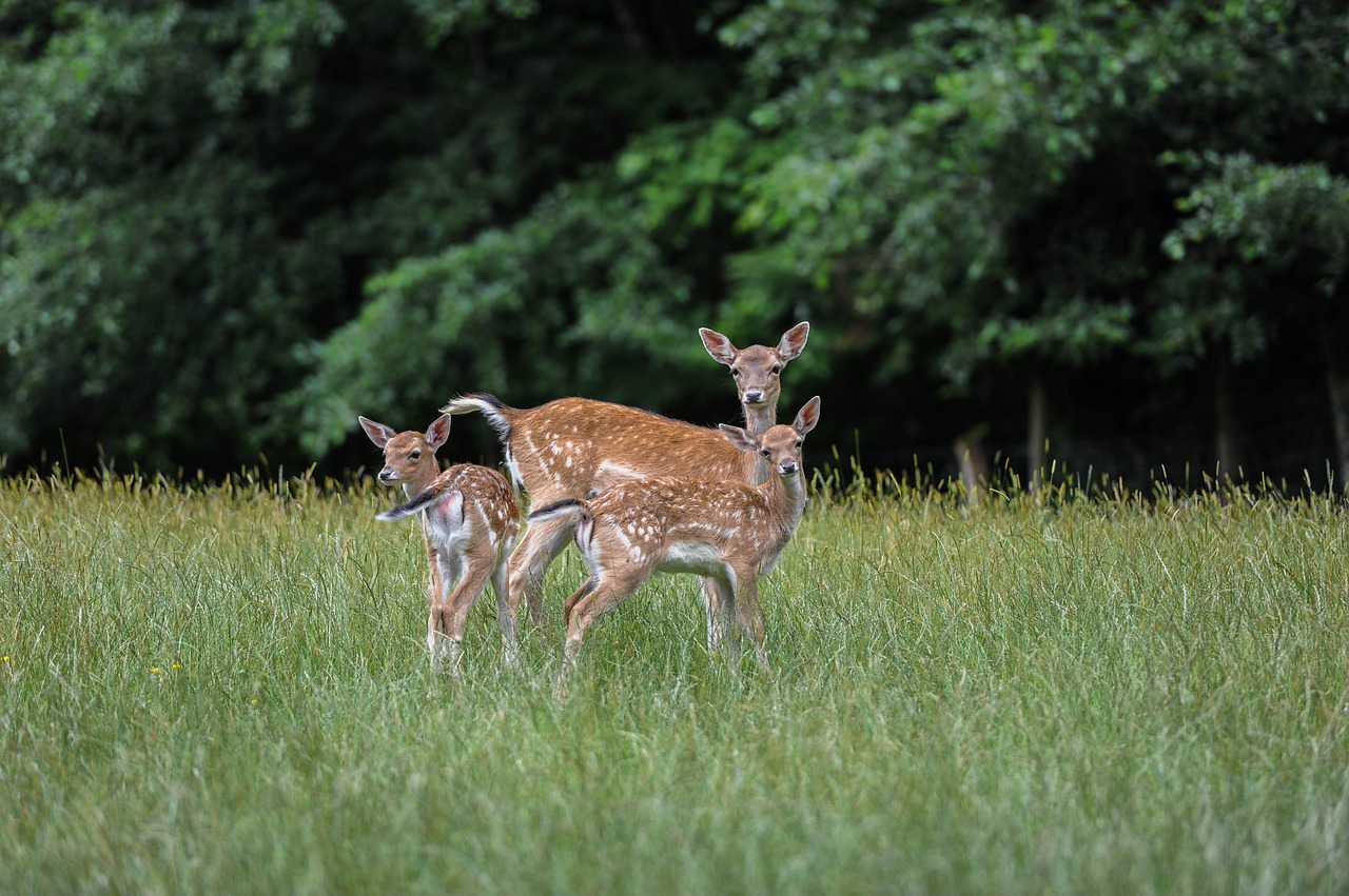 grass  nature  animal free photo