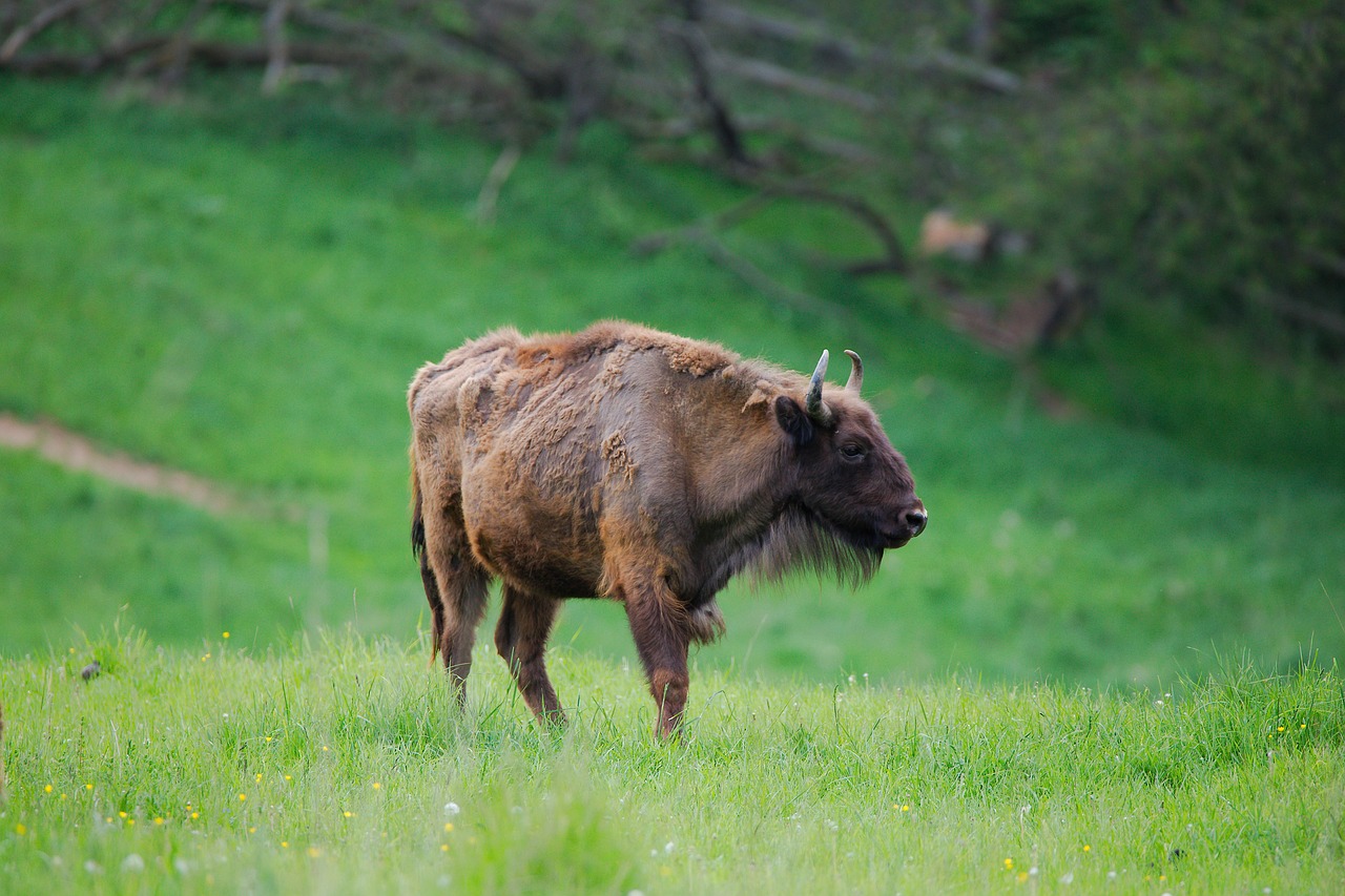 grass  mammal  animal free photo