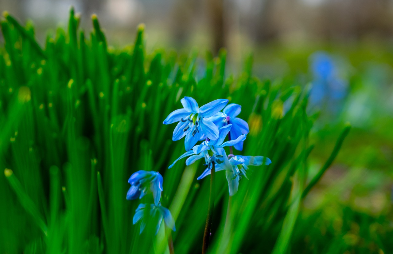 grass  nature  plant free photo