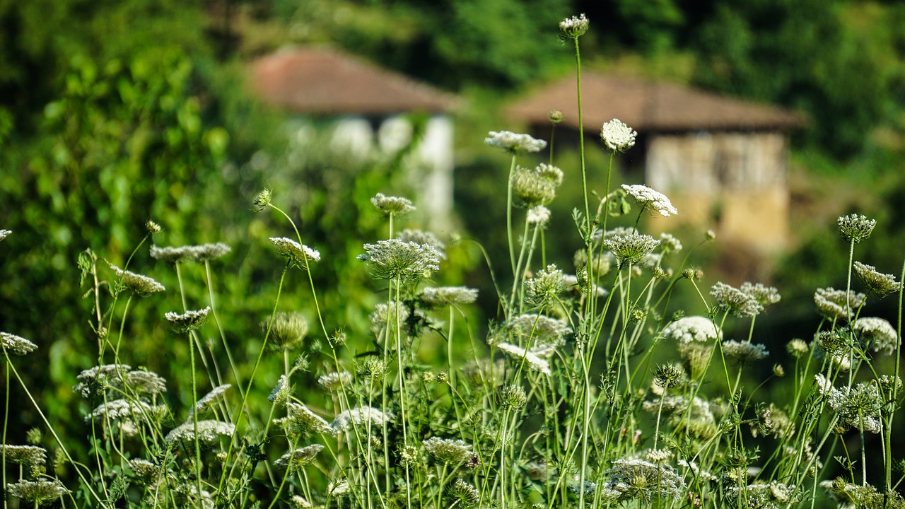 grass  nature  plant free photo