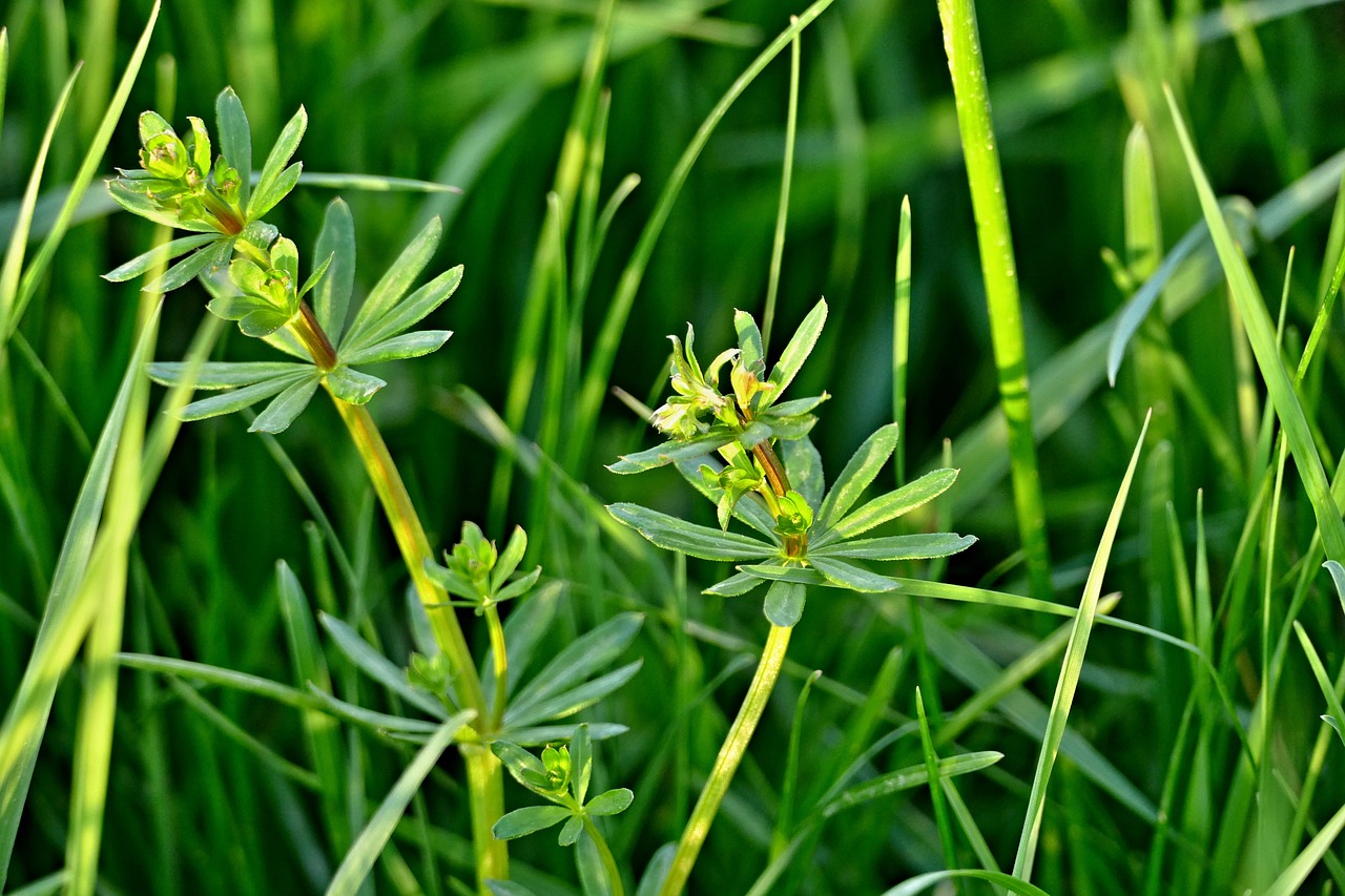 grass  meadow  nature free photo