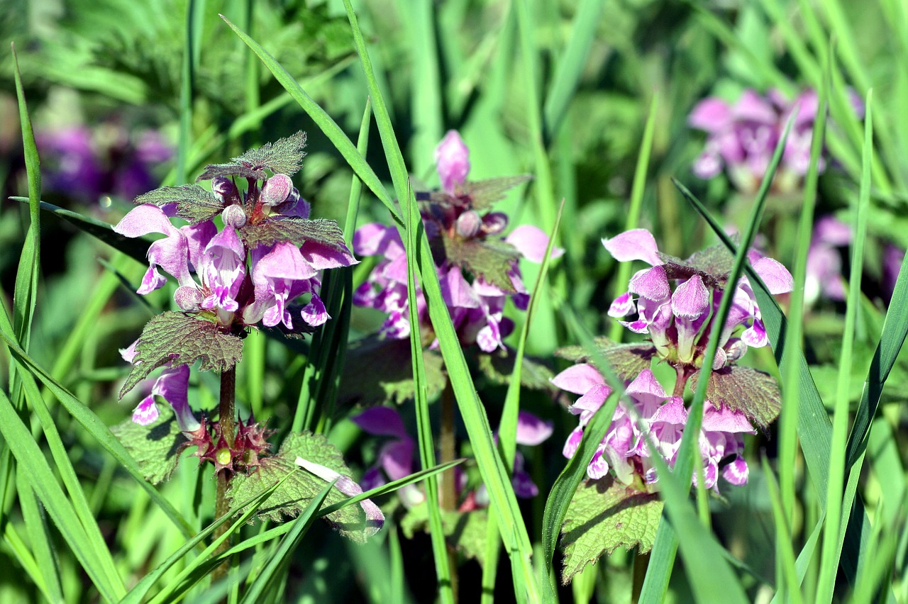 grass  nature  plant free photo