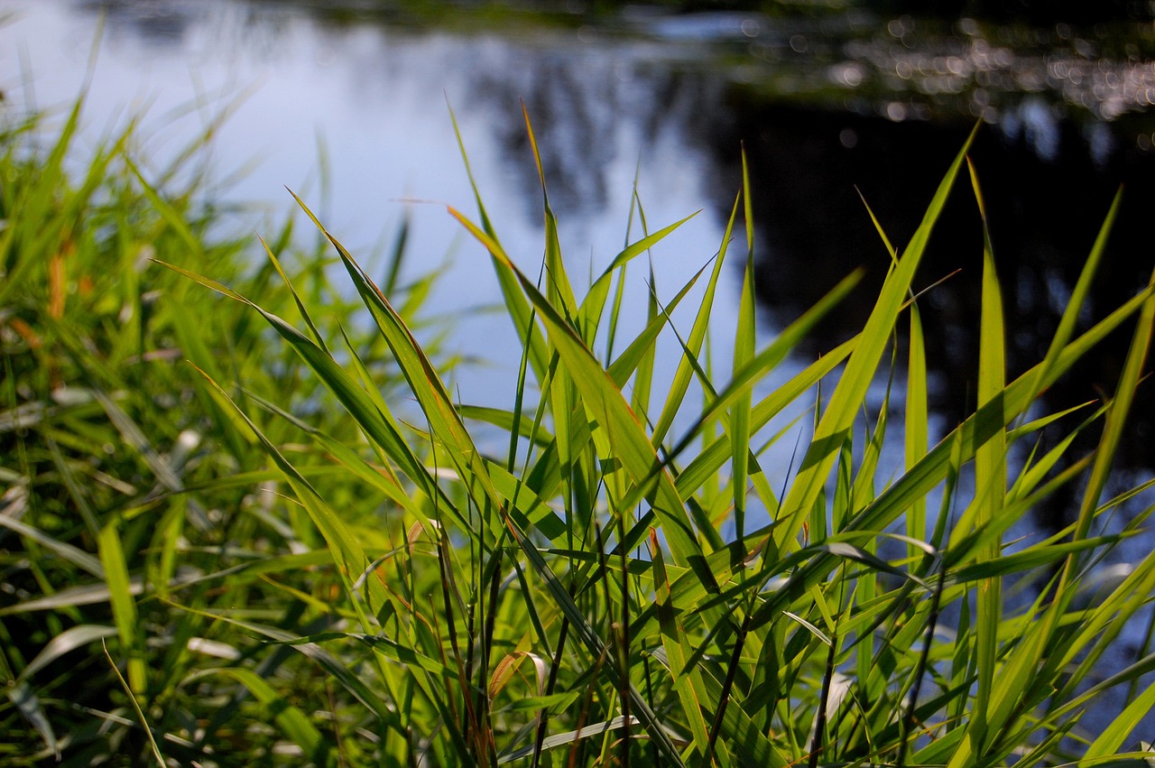 grass  nature  growth free photo