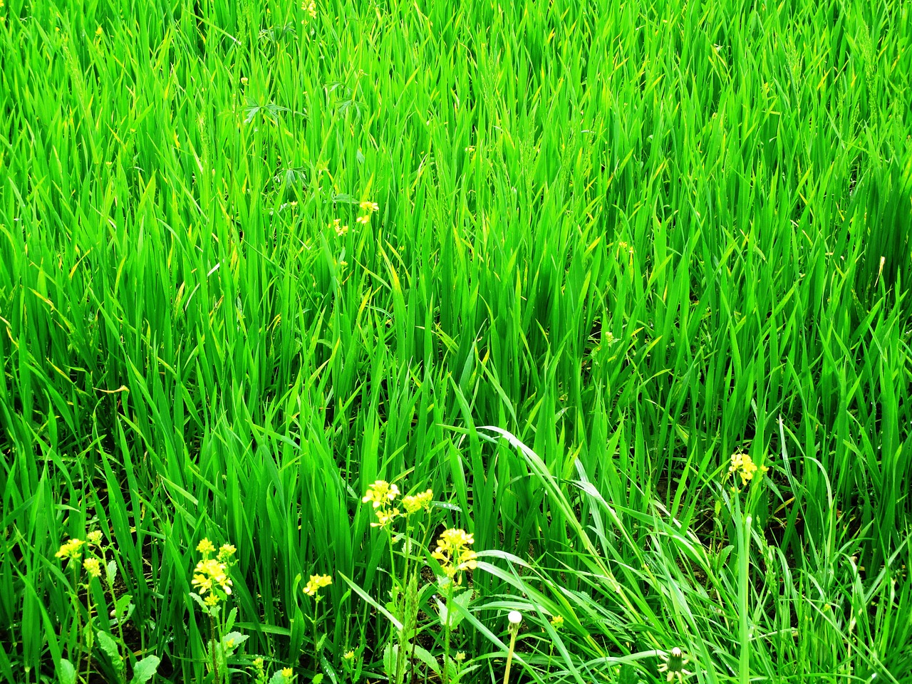 grass meadow plant free photo