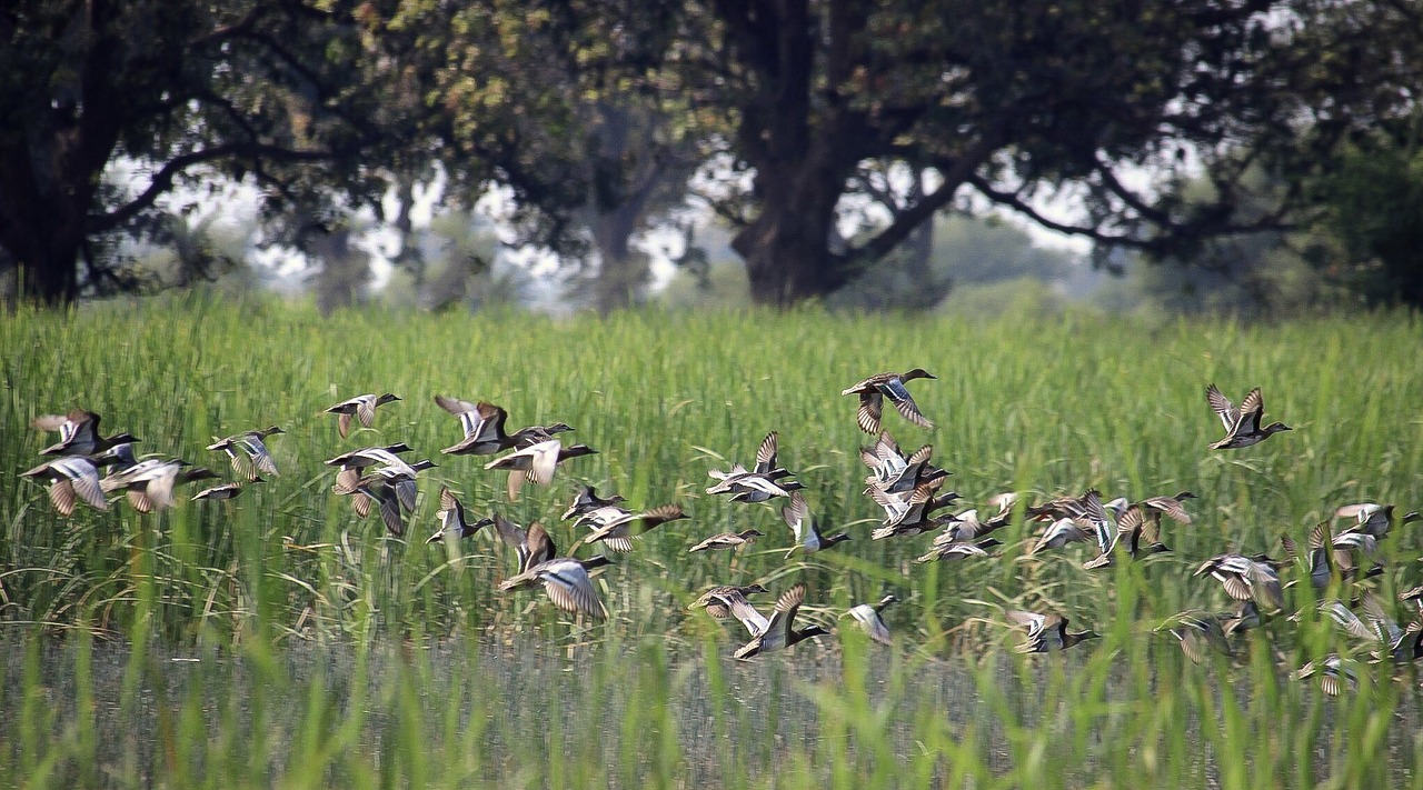 grass  nature  field free photo