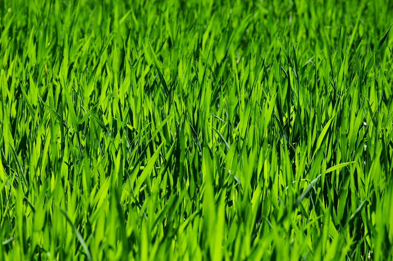 grass  field  meadow free photo