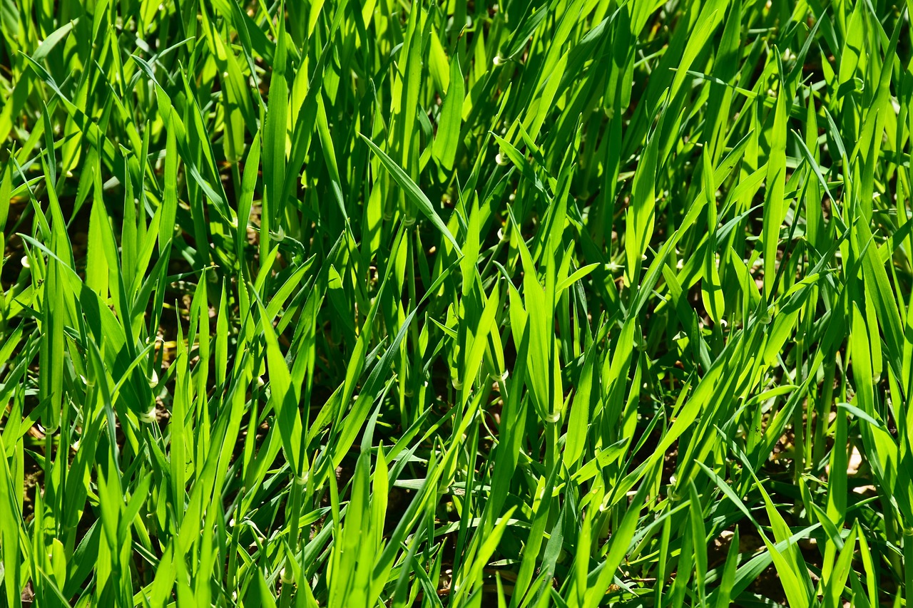 grass  plant  growth free photo