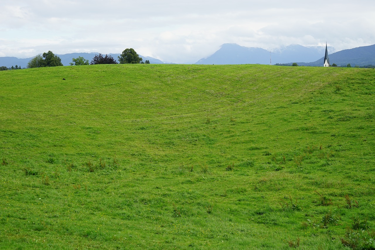 grass  nature  field free photo