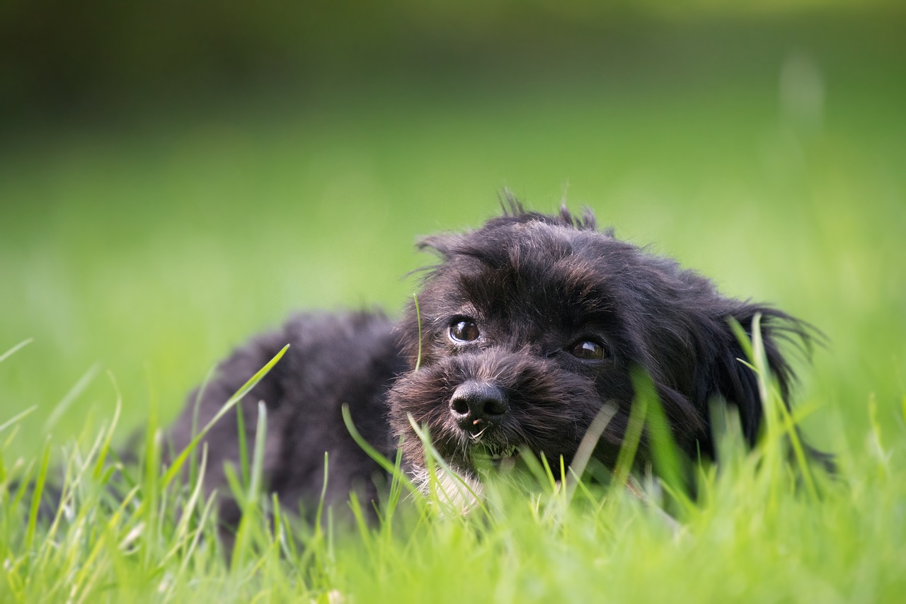 grass  animal  dog free photo