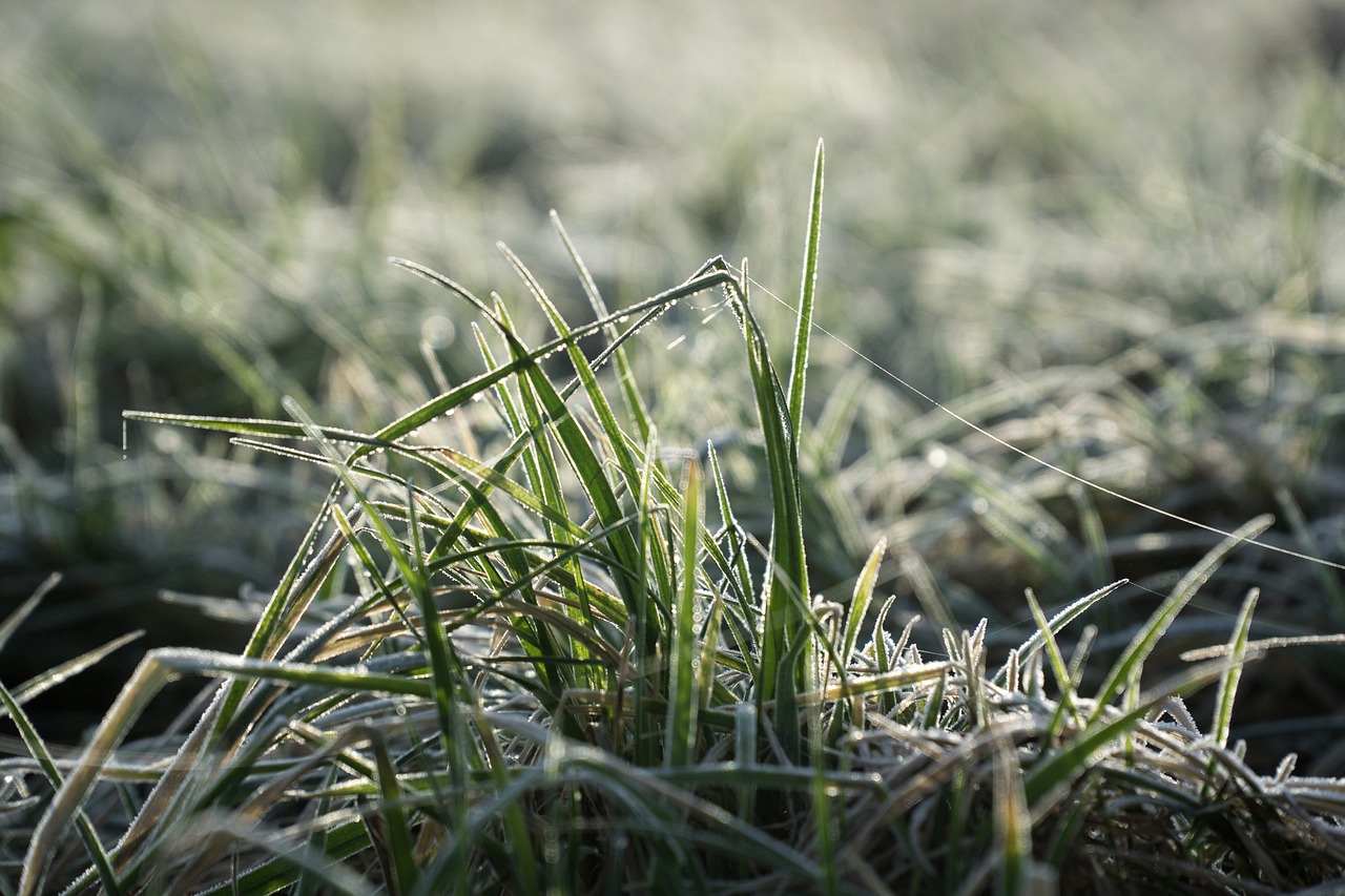 grass  nature  flora free photo