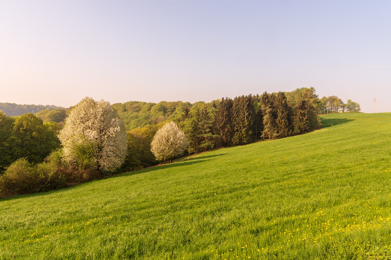 grass  nature  landscape free photo