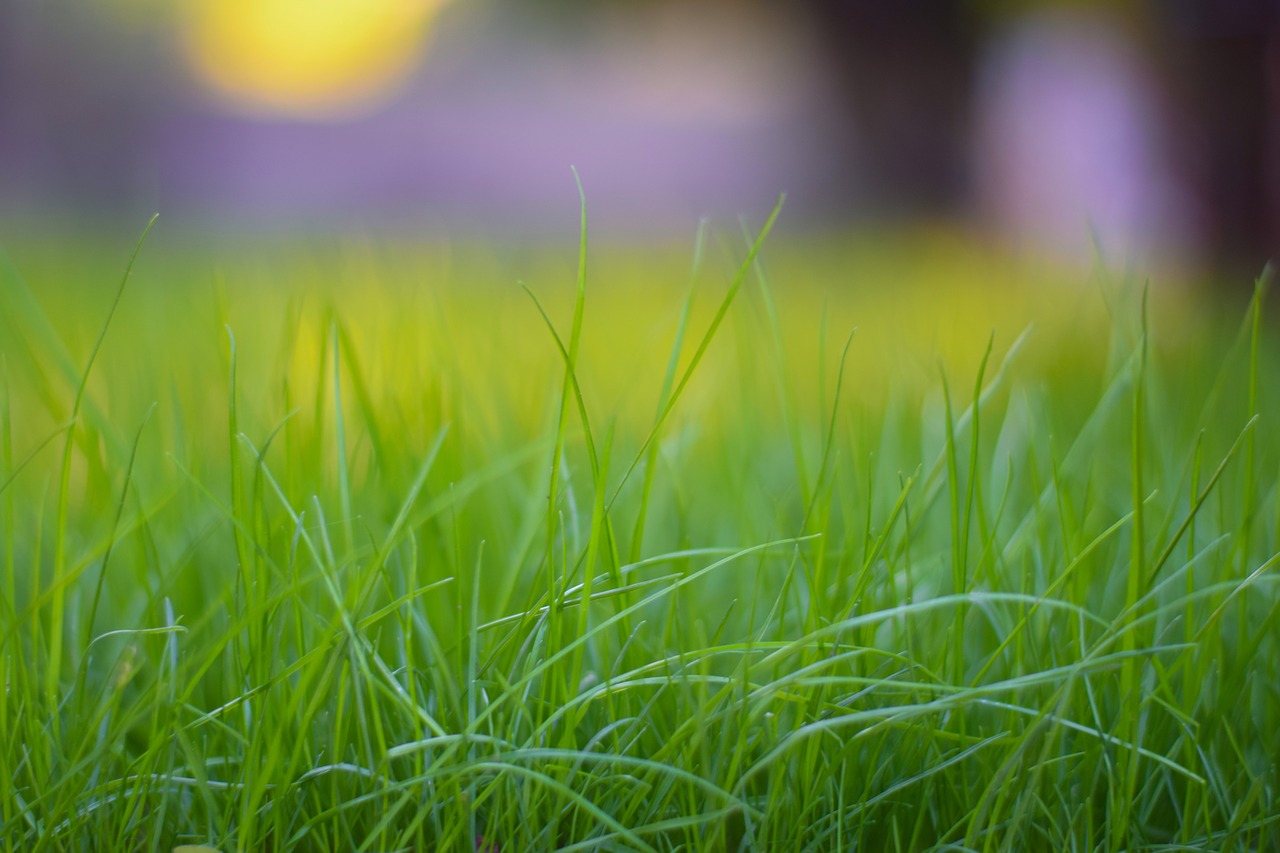 grass  hayfield  field free photo