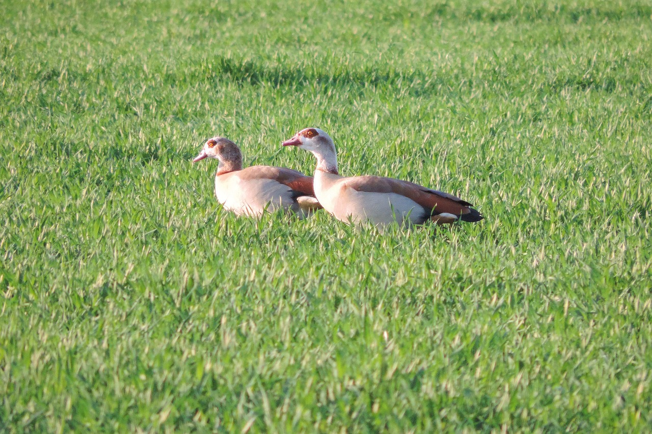 grass  nature  bird free photo