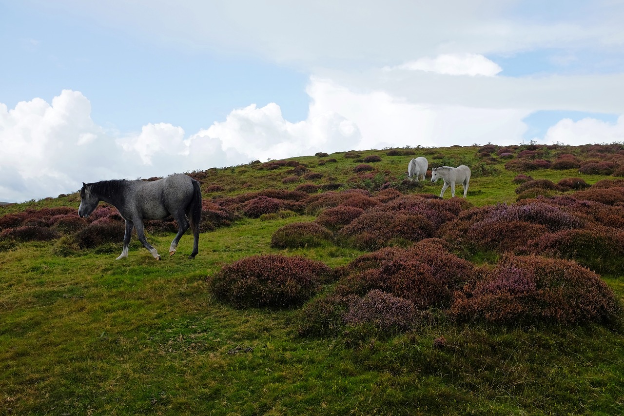 grass  landscape  nature free photo