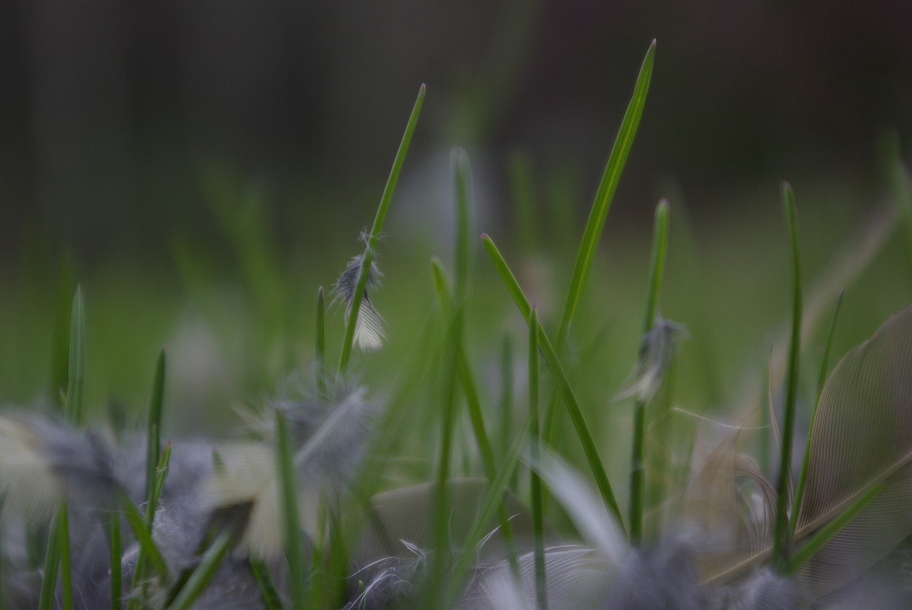 grass  flora  nature free photo