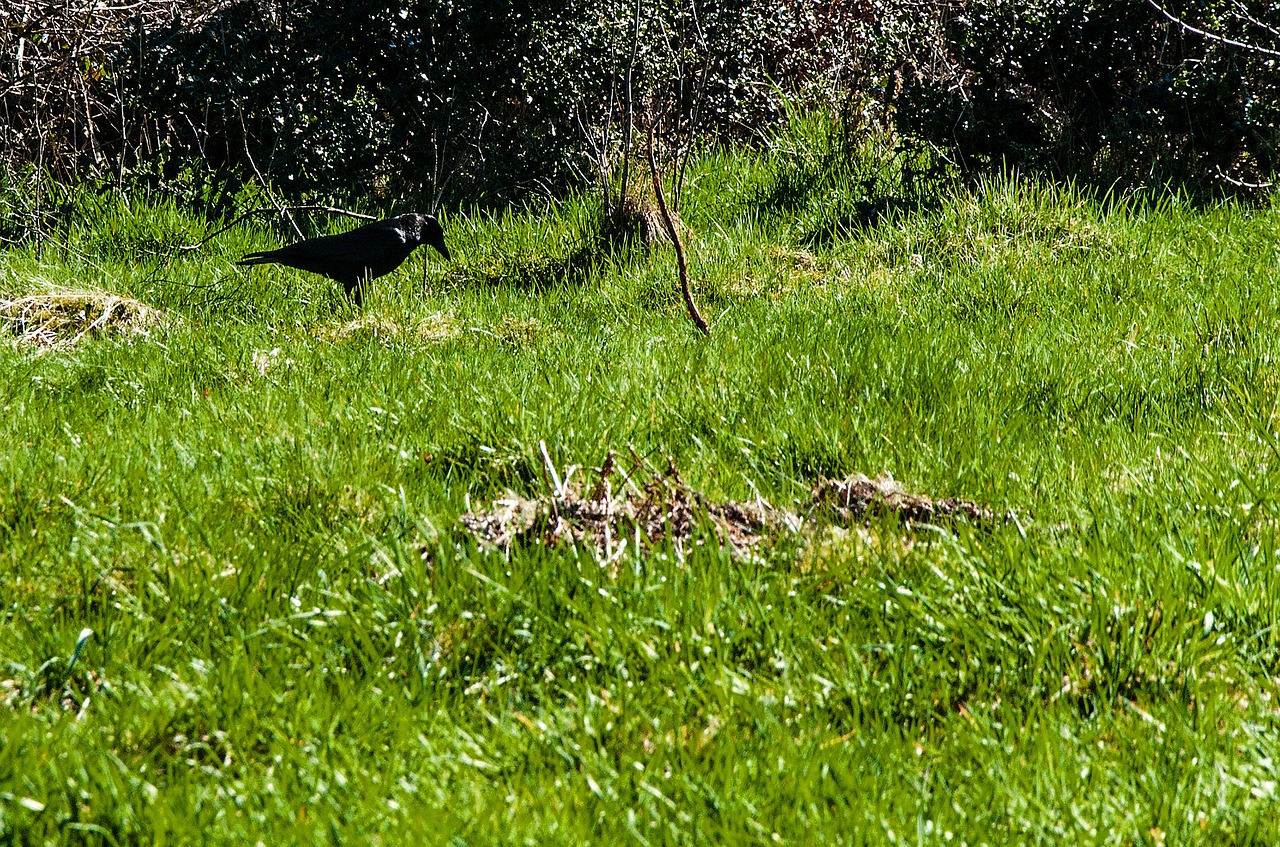 grass  nature  meadow free photo