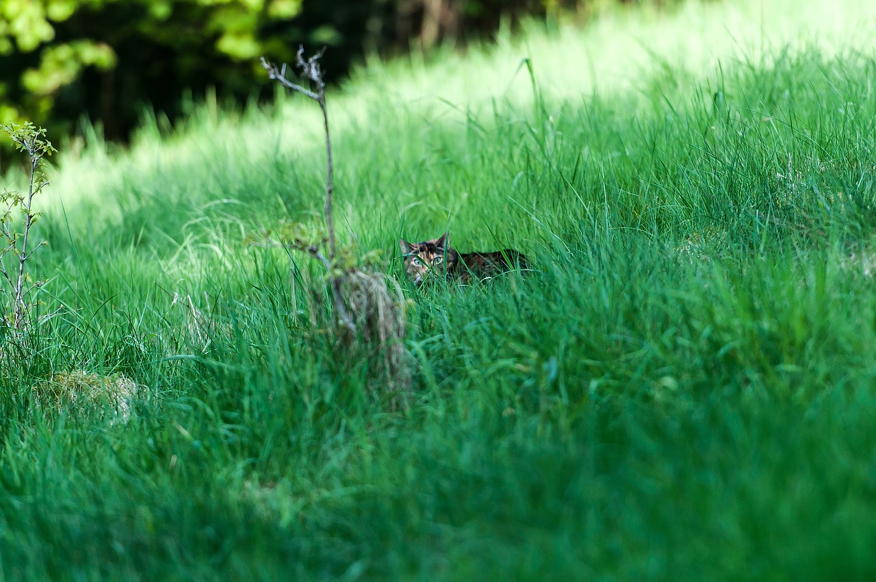 grass  nature  meadow free photo