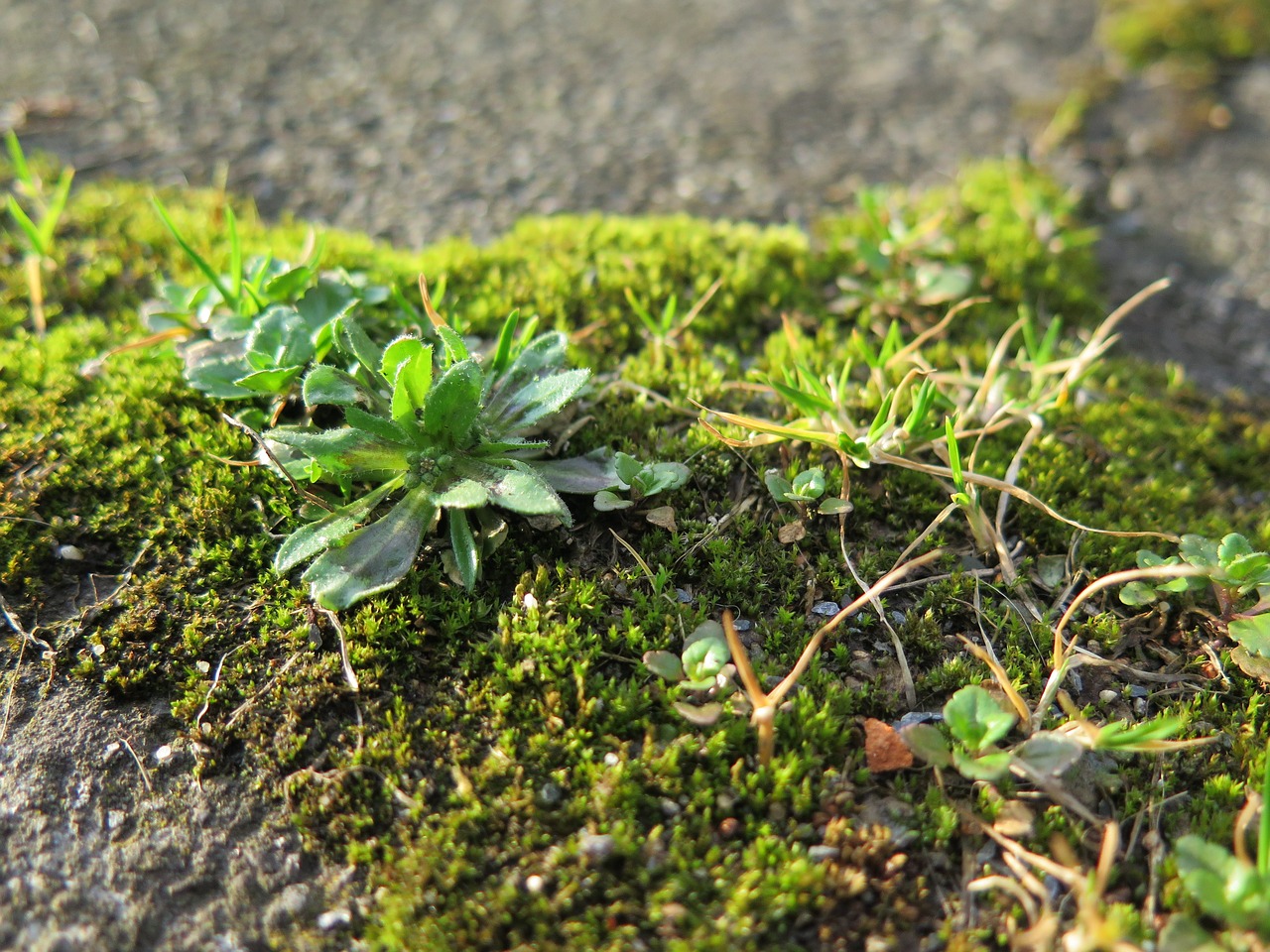 grass  pavement  city free photo