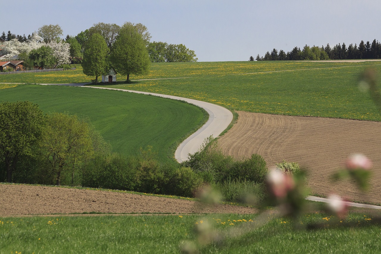 grass  landscape  tree free photo