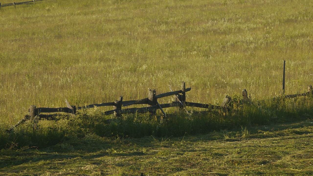 grass  nature  field free photo