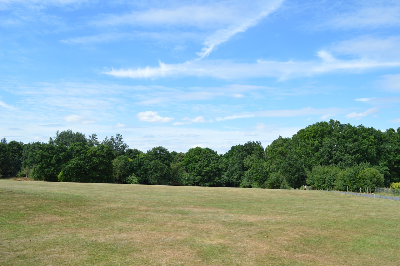 grass  nature  tree free photo