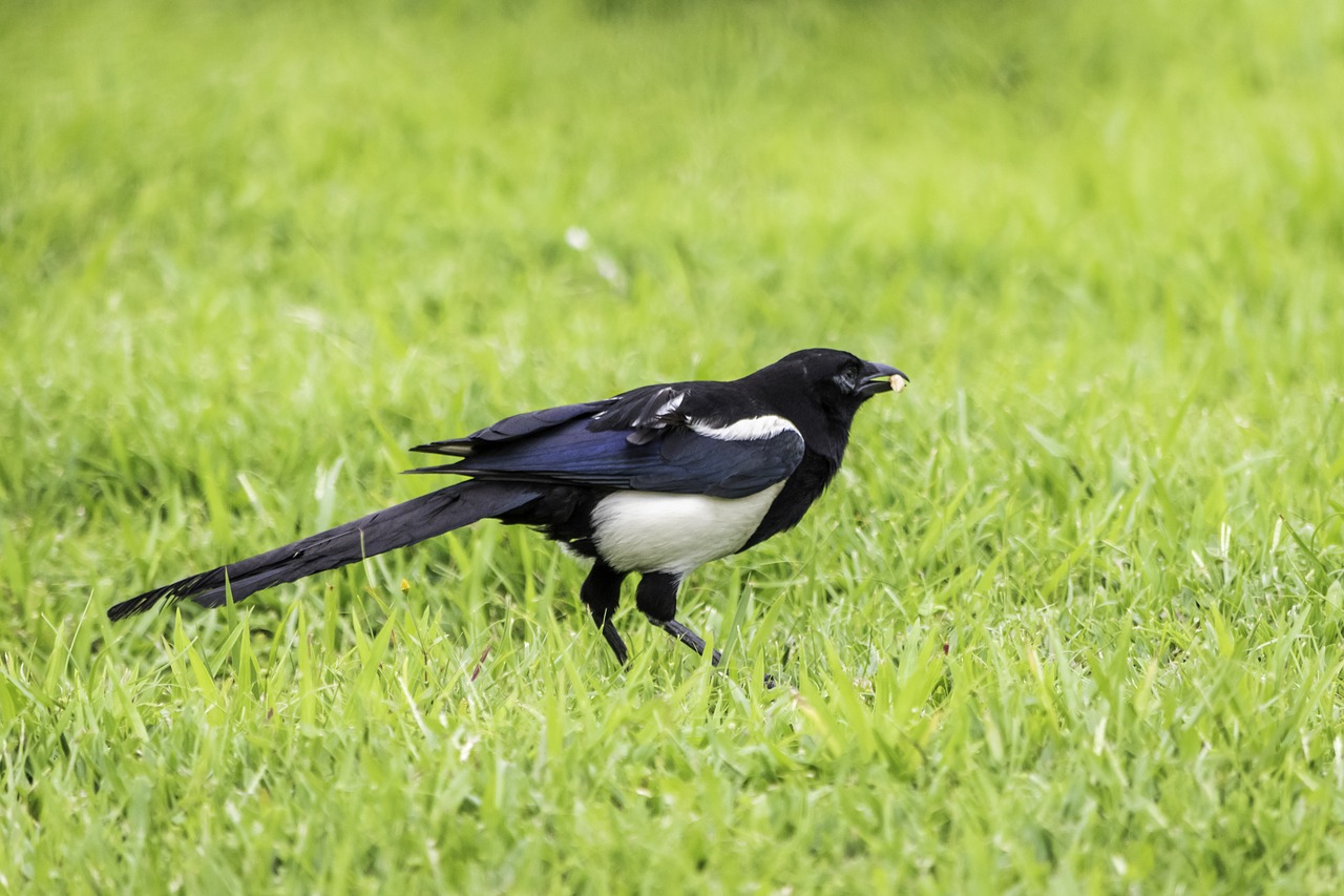 grass  bird  nature free photo